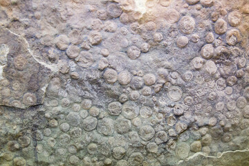 A fossilized fragment of the mineral neman (Latin Nemiana simplex Palij) with round inclusions....