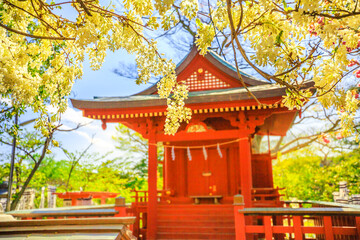 Branches of cherry blossom during Hanami on foreground in Kamakura, Japan. Red architecture of Hata-age Benzaiten Shrine on blurred background inside Tsurugaoka Hachimangu complex. Spring season.