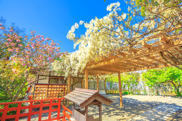 Kamakura, Japan - April 23, 2017: branches of cherry blossom during Hanami at the garden of Hata-age Benzaiten Shrine on island on the Minamoto lake inside Tsurugaoka Hachimangu complex. Spring season