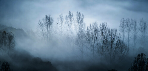 Mystical landscape of leafless trees growing in forest against gray foggy sky in evening