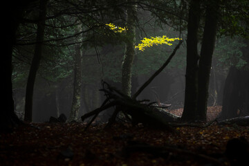 Mysterious view of thick deciduous woodland with fallen yellow leaves and dry trunks at dark night