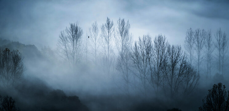 Mystical landscape of leafless trees growing in forest against gray foggy sky in evening - Powered by Adobe