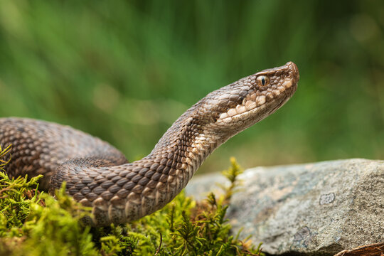 The asp viper (Vipera aspis) lying on ground
