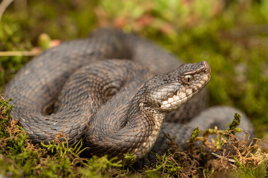 The asp viper (Vipera aspis) lying on ground