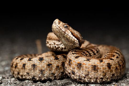 Close up of the asp viper (Vipera aspis)
