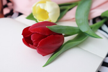 red tulip on white background