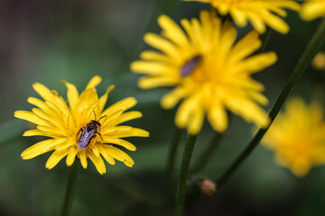 Vie dans le pissenlit