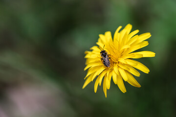 Vie dans le pissenlit 2