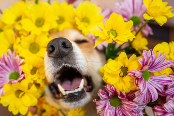 dog nose peeks out of yellow and pink chrysanthemum flowers. dog sneeze in allergy season - obrazy, fototapety, plakaty