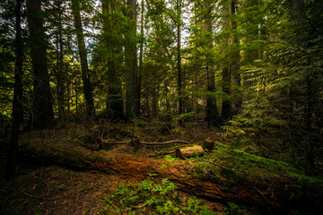 ancient forest of hemlock and cedars in the Trail of Cedars in Glacier National park in Montana.