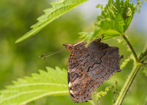 Close up of the European peacock (Aglais io)