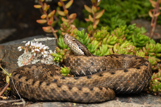 The asp viper (Vipera aspis) snake lying on ground