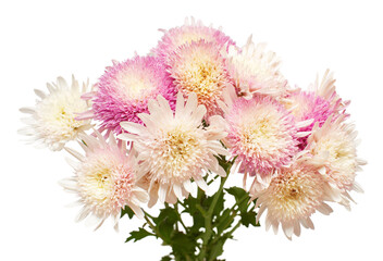 Pink bouquet chrysanthemum flower isolated on white background. Floral pattern, object. Flat lay, top view