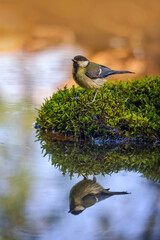 The great tit (Parus major) is a passerine bird in the tit family Paridae. It is a widespread and common species throughout Europe, the Middle East, Central Asia.