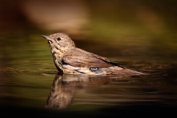 The common nightingale, rufous nightingale or simply nightingale (Luscinia megarhynchos), is a small passerine bird best known for its powerful and beautiful song.