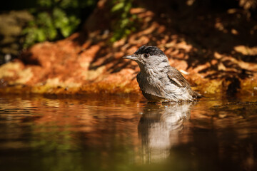 The Eurasian blackcap, (Sylvia atricapilla) usually known simply as the blackcap, is a common and widespread typical warbler. A female sitting on an old tree.