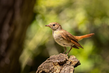 The common nightingale, rufous nightingale or simply nightingale (Luscinia megarhynchos), is a small passerine bird best known for its powerful and beautiful song.
