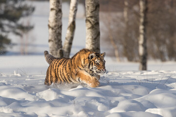 Fototapeta na wymiar An amazing young Siberian tiger running through snow covered meadow, among birch trees. Typical environment for this beautiful, dangerous yet endangered animal. 