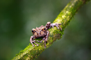 An exotic brown rain forest frog sitting on moss covered branch. Amazing creature. Curious look.