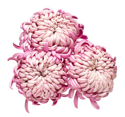 Pink bouquet chrysanthemum flower isolated on white background. Floral pattern, object. Flat lay, top view