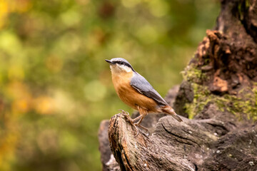The Eurasian nuthatch or wood nuthatch (Sitta europaea) is a small passerine bird found throughout the Palearctic and in Europe, where its name is the nuthatch.