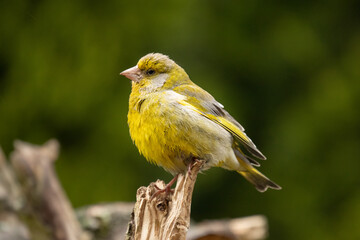 The European greenfinch or simply the greenfinch (Chloris chloris) is a small passerine bird in the finch family Fringillidae. This bird is widespread throughout Europe, North Africa and Asia.