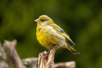 The European greenfinch or simply the greenfinch (Chloris chloris) is a small passerine bird in the finch family Fringillidae. This bird is widespread throughout Europe, North Africa and Asia.