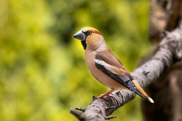 Hawfinch, Coccothraustes coccothraustes, is a passerine bird in the finch family Fringillidae. This bird breeds across Europe and temperate Asia (Palearctic). It is mainly resident in Europe.