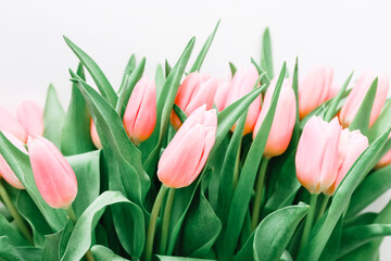 Bouquet of gently pink tulips on a light background, close-up.