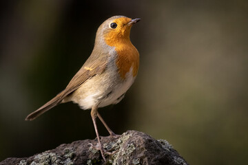 European robin, typical bird for most of the Europe. Very common, beautiful and curious. Belongs to...