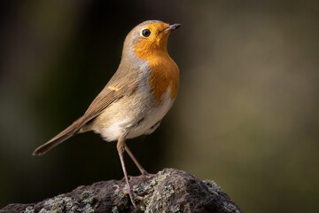 European robin, typical bird for most of the Europe. Very common, beautiful and curious. Belongs to Old World flycatcher family. Wildlife photo, typical environment.