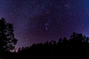 forest sky at night with stars
