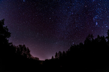 Fototapeta premium forest sky at night with stars