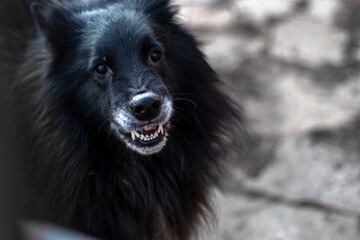 Black dog menacingly bared its teeth. Front view, headshot. Topic of dog attacks on people