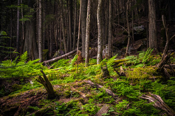 Obraz premium ancient forest of hemlocks and red cedars in the Avalanche Trail in Glacier national park in montana.