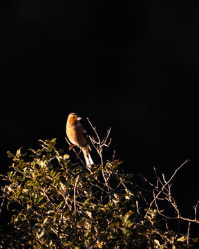 From below of bird sitting on fragile twig of green tree against dark night sky in nature