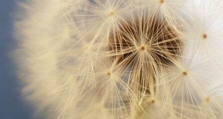 White fluffy head of dandelion flower in a close-up view on a blue background 