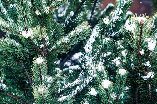 Lush green spruce tree with thin needles covering by snow in forest in winter season
