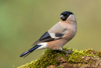 Eurasian bullfinch female ( Pyrrhula pyrrhula )