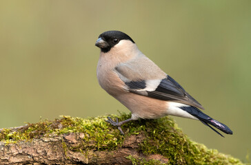 Eurasian bullfinch female ( Pyrrhula pyrrhula )