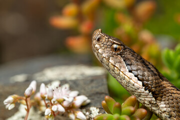 The asp viper (Vipera aspis) snake lying on ground