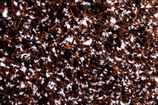 Flock of box tree moth (Cydalima perspectalis) flying