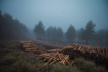 Scenic view of heap of timber on grass against trees under misty sky in twilight