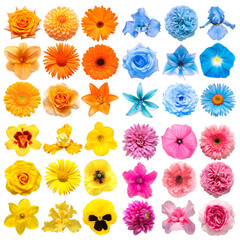 Big collection of various head flowers orange, blue, yellow and pink isolated on white background. Perfectly retouched, full depth of field on the photo. Top view, flat lay