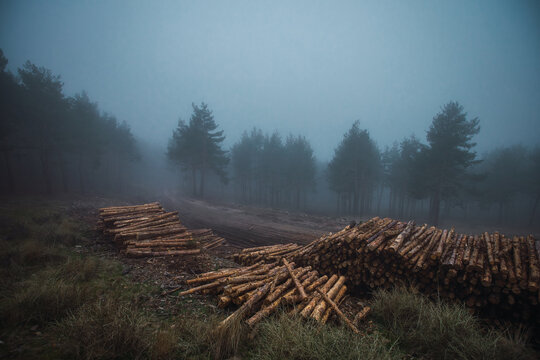 Scenic view of heap of timber on grass against trees under misty sky in twilight