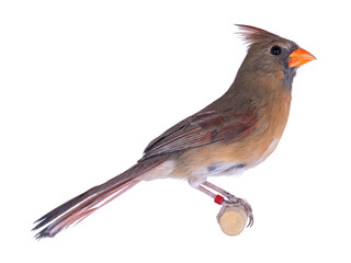 Female Northern Cardinal aka Cardinalis cardinali bird, sitting on wooden stick. Isolated on a white background.
