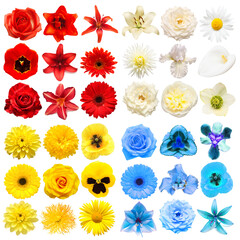 Big collection of various head flowers yellow, blue, white and red isolated on white background. Perfectly retouched, full depth of field on the photo. Top view, flat lay