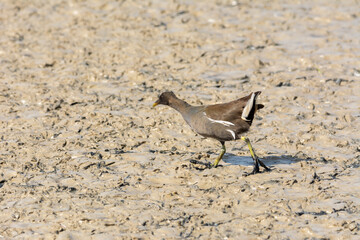 European or common rail, (Rallus aquaticus) in the albufera, Majorca lake, looking for small crustaceans to eat