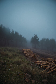 Scenic view of heap of timber on grass against trees under misty sky in twilight
