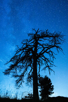From below scenery view of overgrown tree with wavy branches under blue sky in twilight